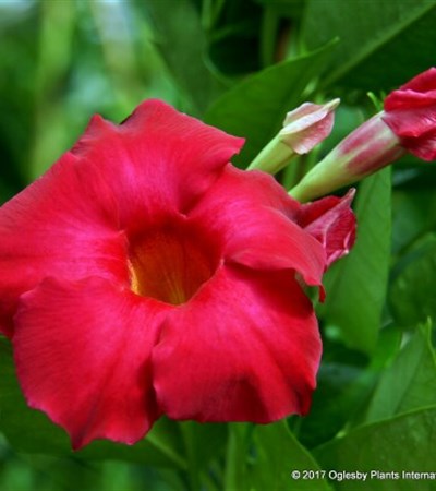 Mandevilla Tropical Breeze™ Raspberry Kiss
